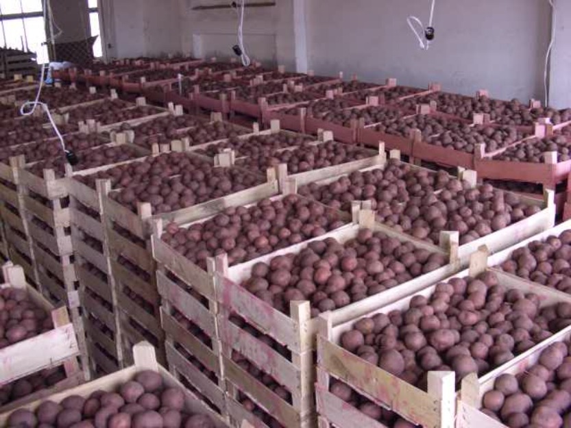 Производство картофеля в Челябинской области: в три раза больше, чем нужно 
